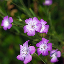 bloesemremedies_240dpi-220px